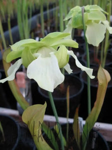 Sarracenia alata - "Maroon Throat" Pale Pitcher Plant-Flytrap King