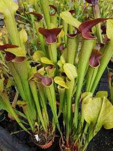 Sarracenia alata - "Maroon Throat" Pale Pitcher Plant-Flytrap King