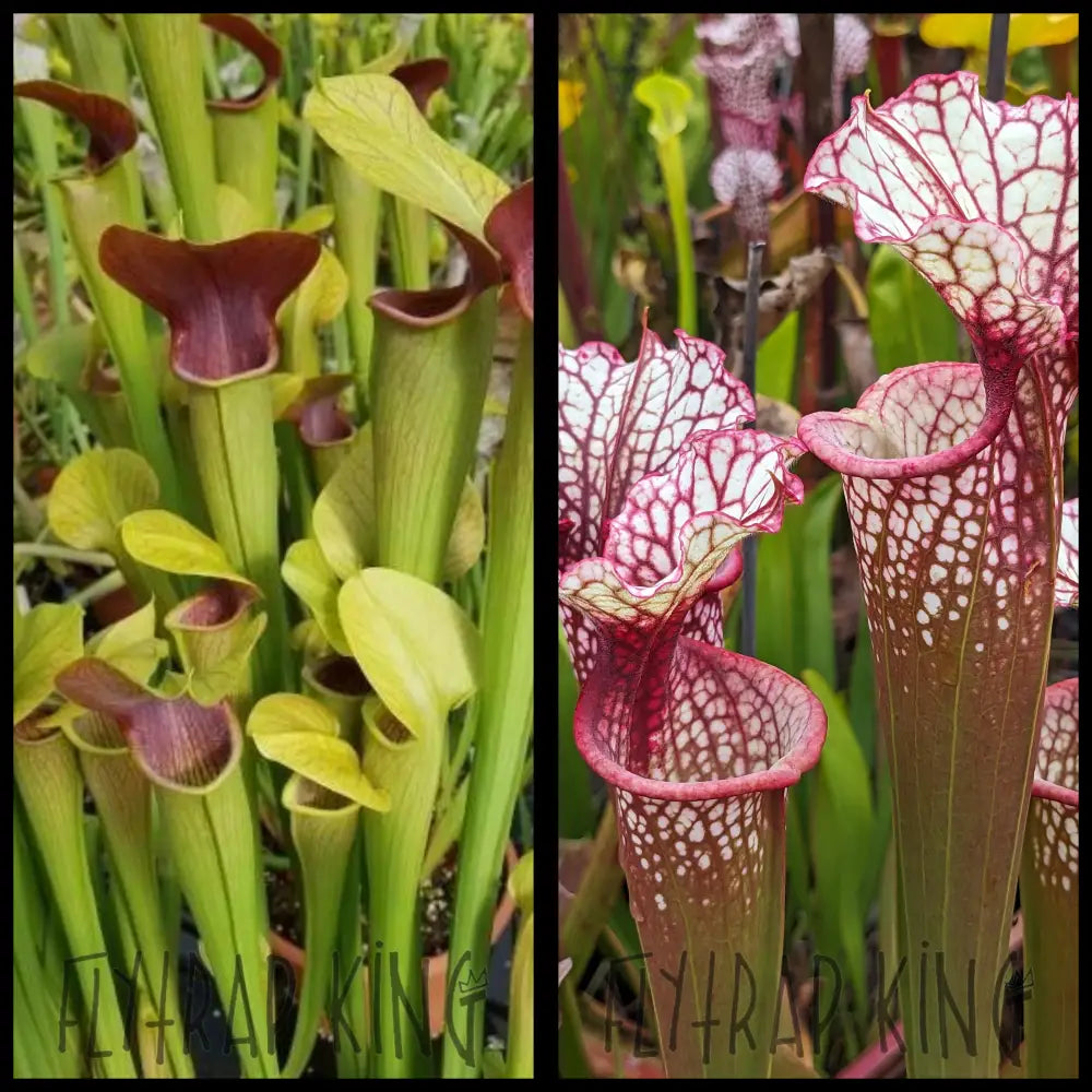 Sarracenia alata ’Maroon Throat’ x (’Lunchbox’ x ’Johnny Wilkerson’) seeds