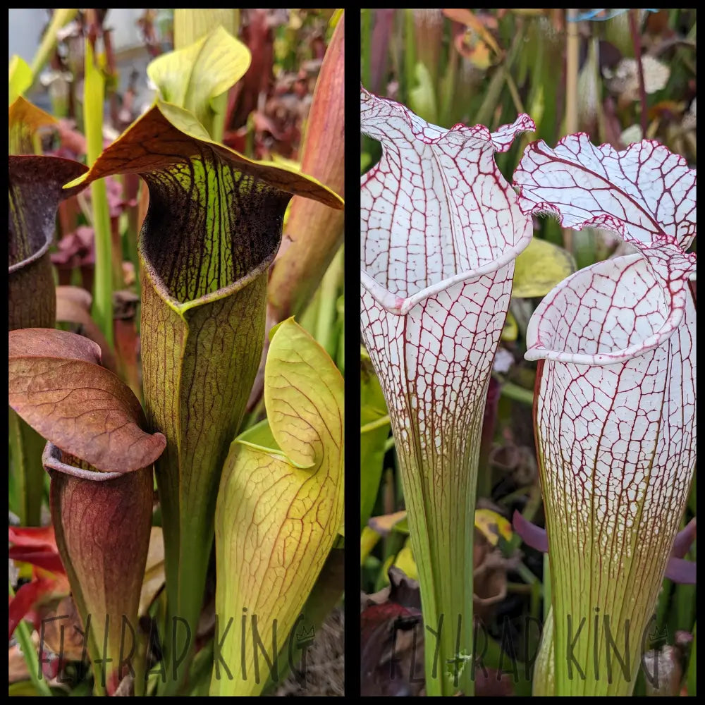 Sarracenia alata “night” x leucophylla “Puffy Cheeks” seeds