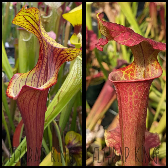 Sarracenia (’Alucard’ x oreophila) x (leucophylla ’Purple Lips’ x flava var rubricorpora x ’Royal Ruby’) seeds