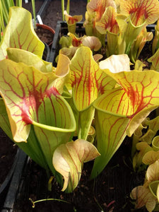 Sarracenia "Bengal Tiger" - Catesby's Pitcher Plant-Flytrap King