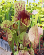 Load image into Gallery viewer, Sarracenia &quot;Bengal Tiger&quot; - Catesby&#39;s Pitcher Plant-Flytrap King