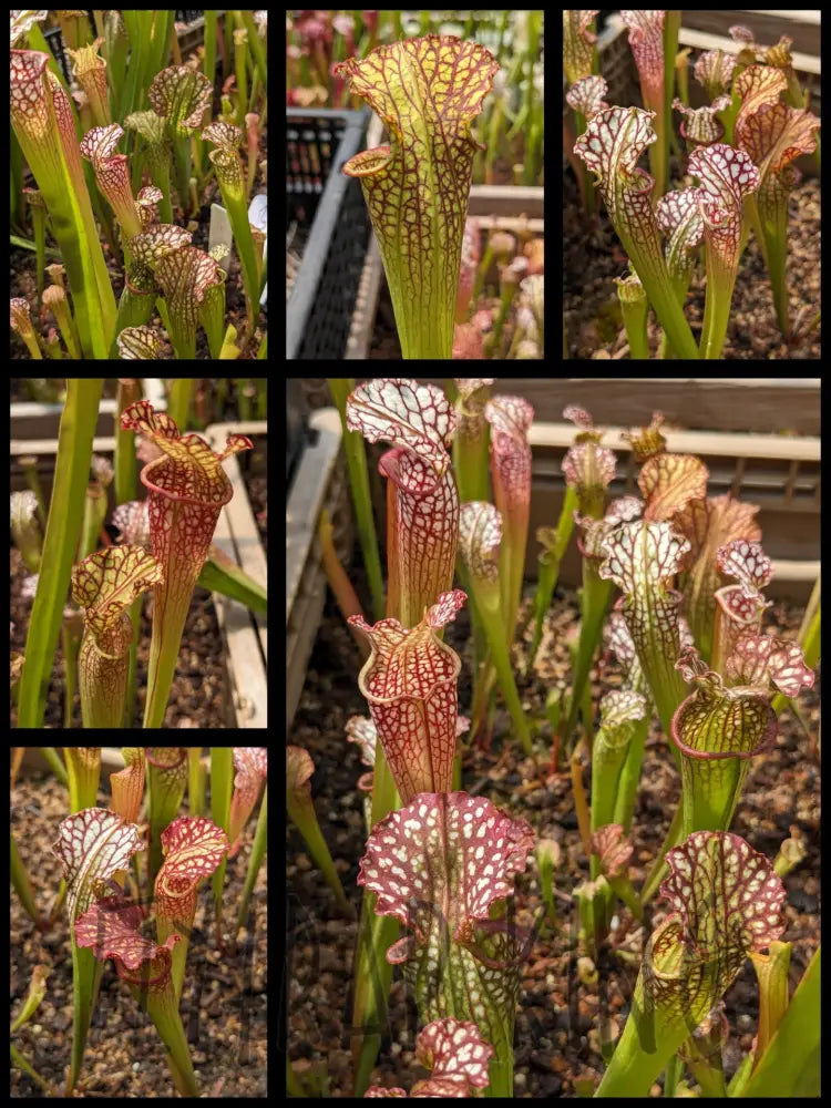 Sarracenia ’Bento’ x “Elvis Wilkerson” pitcher plant 3’’ pot size