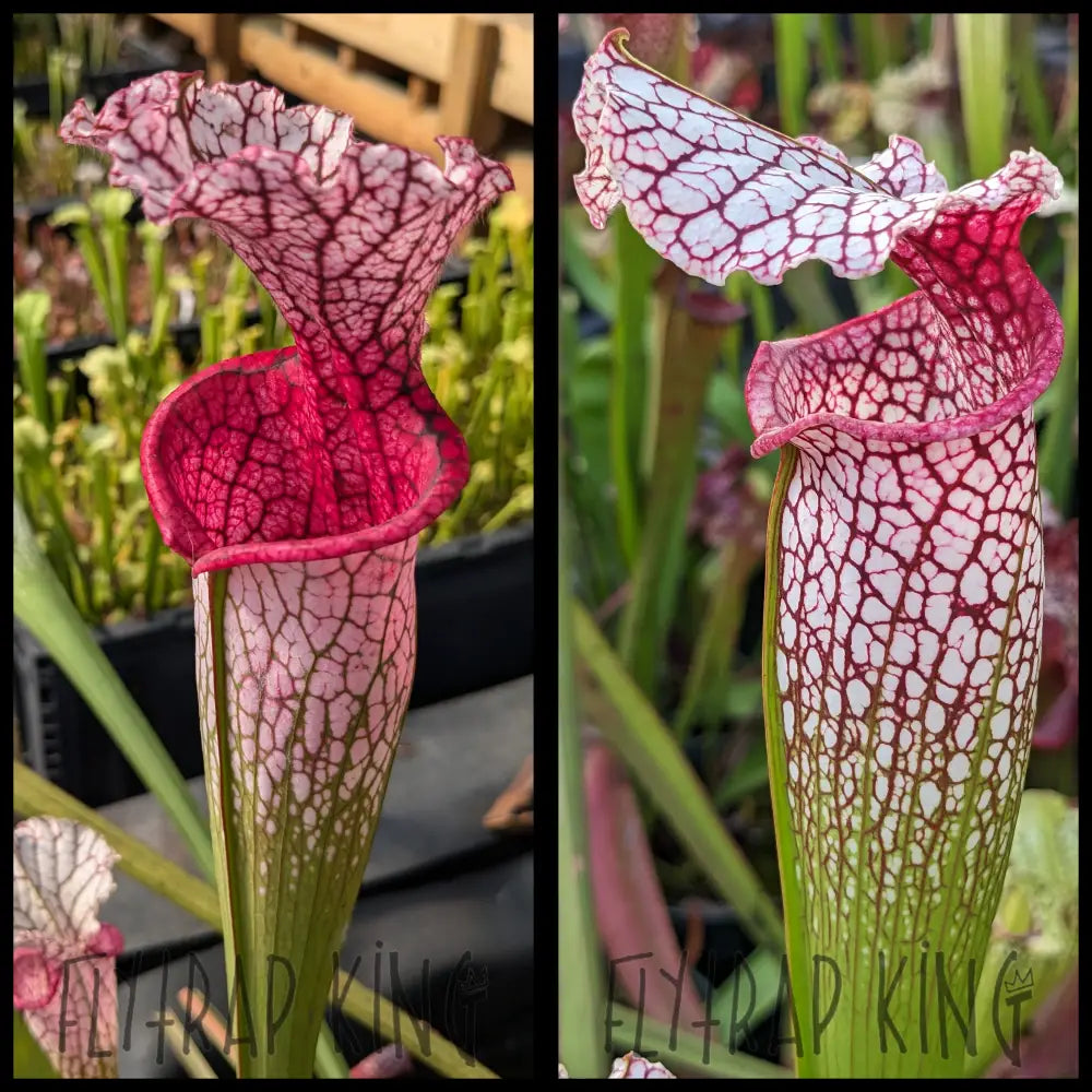 Sarracenia ’Bicolor’ x (Bud Wilkerson x Wilkerson’s White Knight) seeds