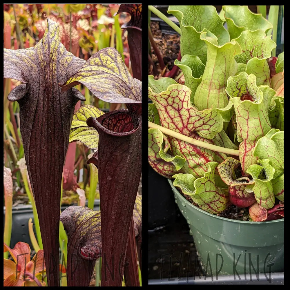 Sarracenia ’Black Widow’ x purpurea ’Belly Of Blood’ seeds