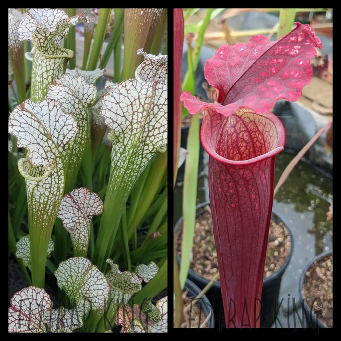 Sarracenia Dragon Queen maker seeds