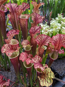 Sarracenia 'Dragon Queen' -Flytrap King