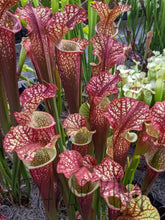 Load image into Gallery viewer, Sarracenia &#39;Dragon Queen&#39; -Flytrap King