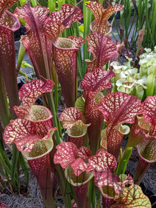 Sarracenia 'Dragon Queen' -Flytrap King