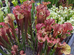 Sarracenia 'Dragon Queen' -Flytrap King