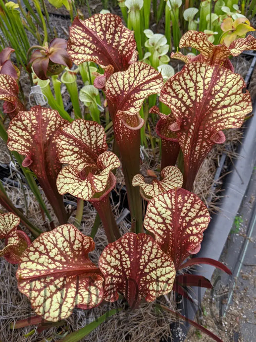 Sarracenia 'Dragon Queen' -Flytrap King