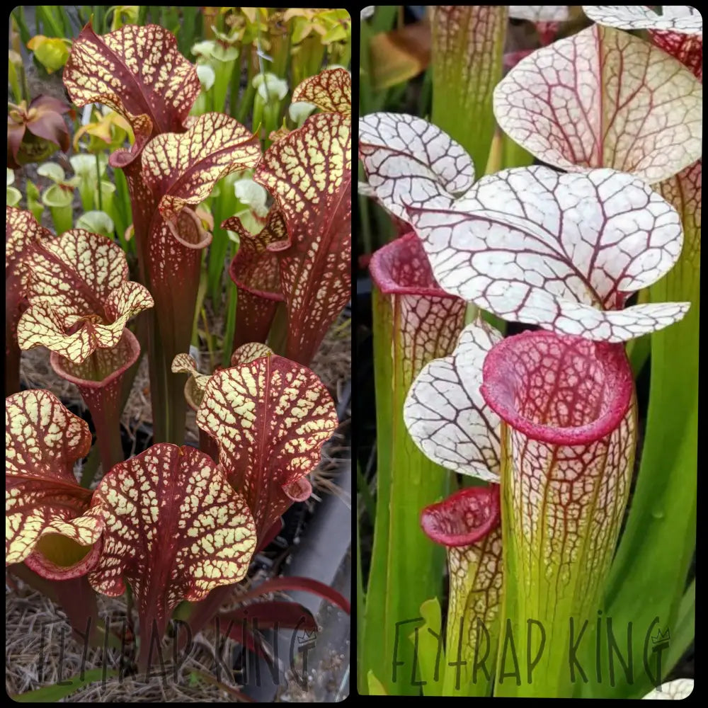 Sarracenia ('Blood Moon' x 'Kilimanjaro') x 'Adrian Slack' Seeds-Flytrap King