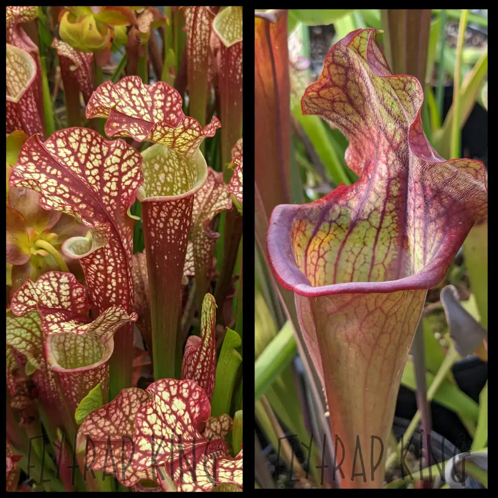 Sarracenia ’Dragon Queen’ x (Bengal Tiger x Redman) seeds