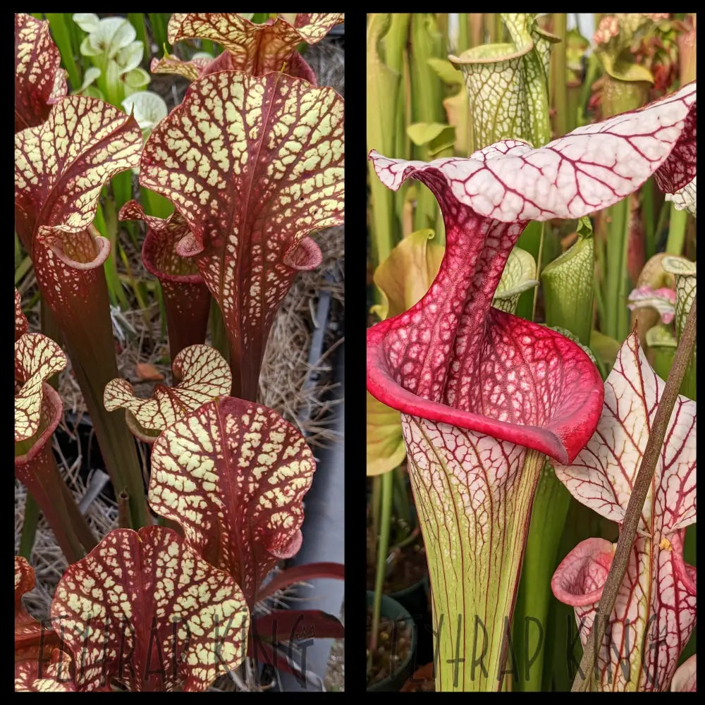 Sarracenia ’Dragon Queen’ x ’Caitrin Claire’ seeds