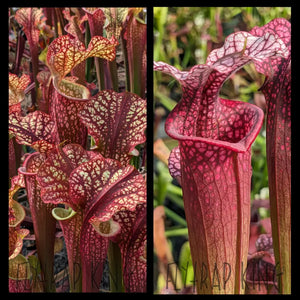 Sarracenia ’Dragon Queen’ x ’Ellie Wang’ seeds