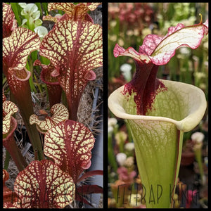 Sarracenia ’Dragon Queen’ x ’Legacy’ seeds