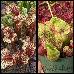 Sarracenia ’Dragon Queen’ x purpurea ssp venosa ’Tatnall’ seeds