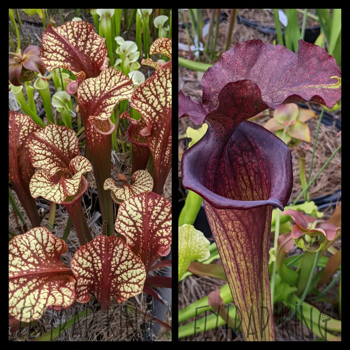 Sarracenia ‘Dragon Queen’ x ‘Saurus’ seeds