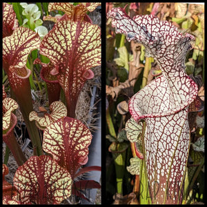 Sarracenia ‘Dragon Queen’ x ‘Wilkerson’s Red Rocket’ seeds