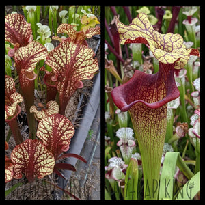 Sarracenia ‘Dragon Queen’ x ’Yellow Hornet’ seeds