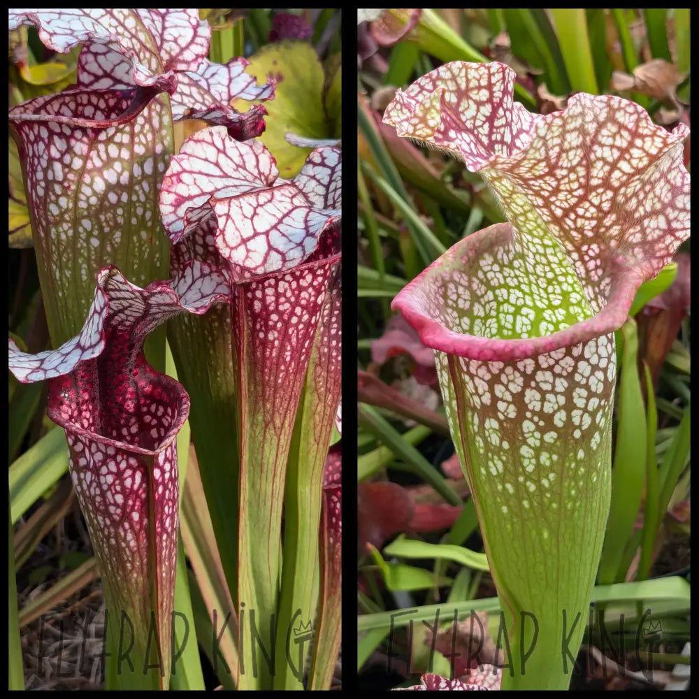 Sarracenia ’Drew McClain’ x ’Megamouth’ seeds