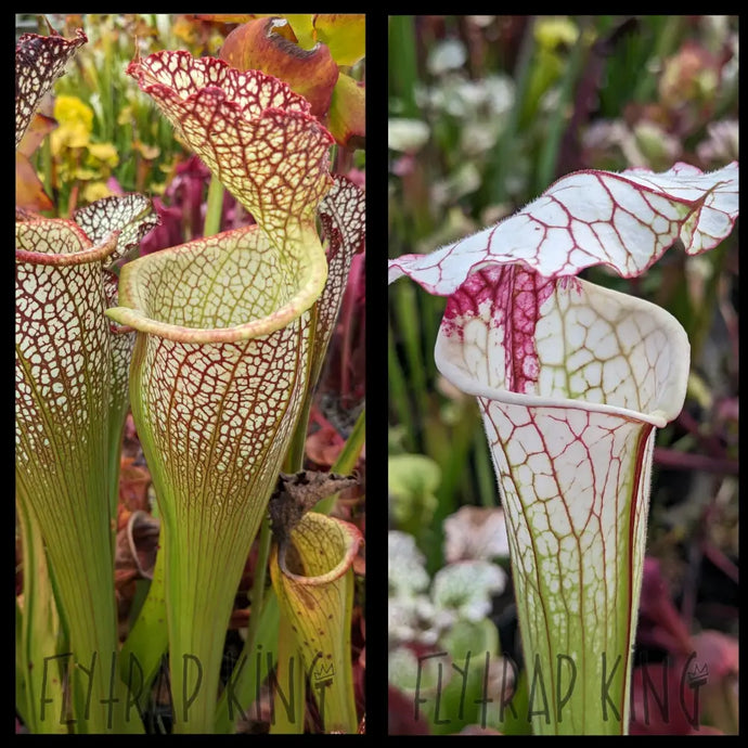 Sarracenia “Elvis Wilkerson” x ’Iamsatyricon’ seeds