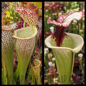 Sarracenia “Elvis Wilkerson” x ’Legacy’ seeds