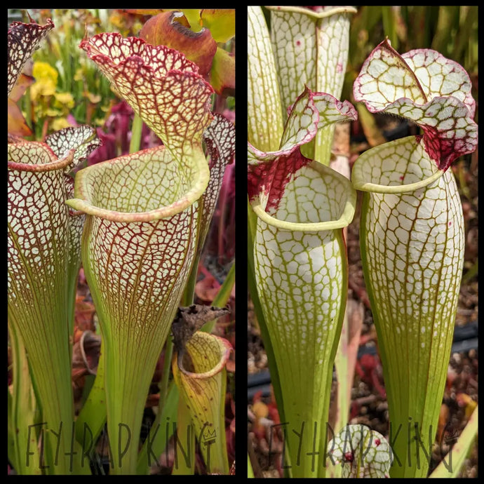 Sarracenia “Elvis Wilkerson” x (‘Lunchbox’ x umlauftiana) seeds