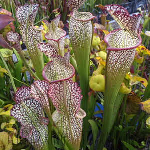 Sarracenia “Elvis Wilkerson” x self seeds