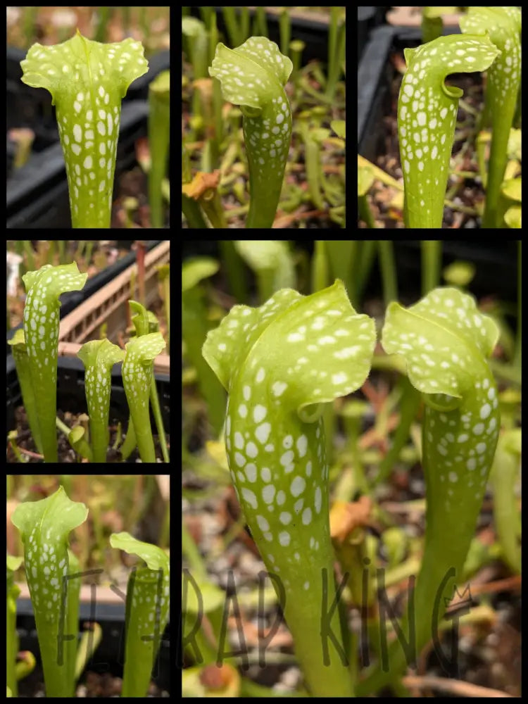 Sarracenia excellens ’albino’ pitcher plant 3’’ pot size