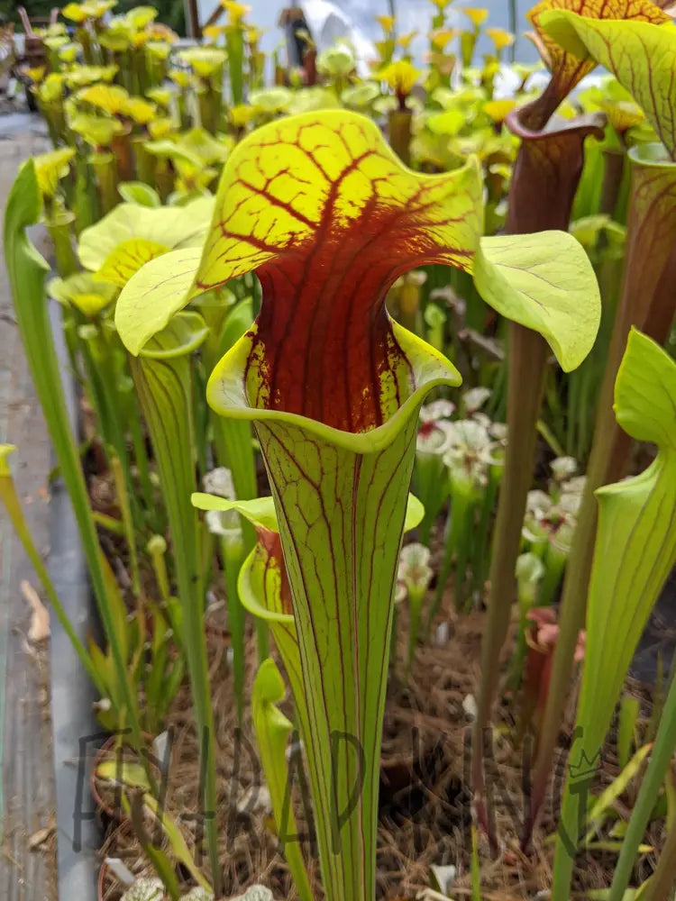 Sarracenia flava 