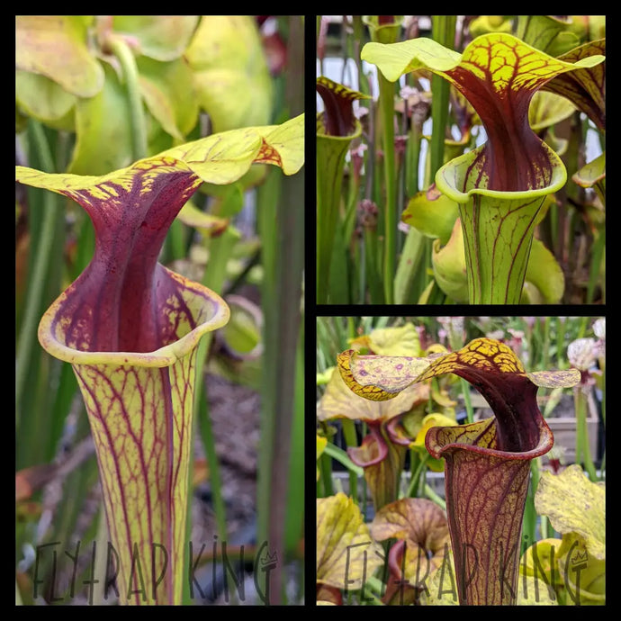 Sarracenia flava “Extreme Throat” seeds