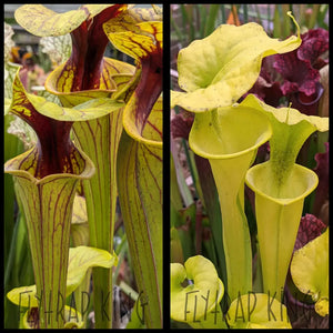 Sarracenia flava ’Extreme Throat’ x flava ’All Green NC 8077’’ seeds