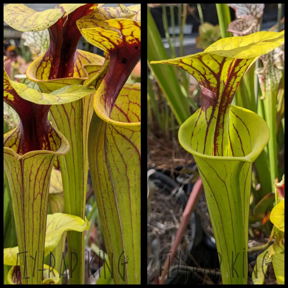 Sarracenia flava ’Extreme Throat’ x flava ’Prince George’ seeds