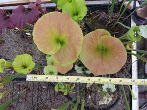 Sarracenia flava "Supermax" Pitcher Plant-Flytrap King