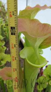 Sarracenia flava "Supermax" Pitcher Plant-Flytrap King