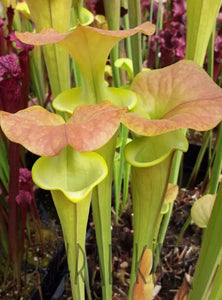 Sarracenia flava "Supermax" Pitcher Plant-Flytrap King