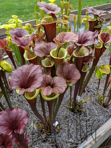 Sarracenia flava var. atropurpurea Trumpet Pitcher Plant - large division!-Flytrap King