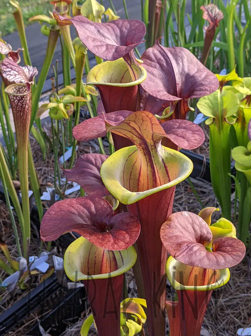 Sarracenia flava var. atropurpurea 'Waccamaw' - pitcher plant-Flytrap King