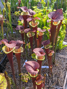 Sarracenia flava var. atropurpurea 'Waccamaw' - pitcher plant-Flytrap King