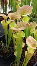 Load image into Gallery viewer, Sarracenia flava var. cuprea - &quot;Copper Top&quot; Trumpet Pitcher-Flytrap King