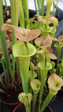 Load image into Gallery viewer, Sarracenia flava var. cuprea - &quot;Copper Top&quot; Trumpet Pitcher-Flytrap King