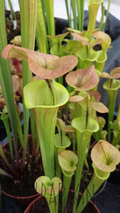 Sarracenia flava var. cuprea - "Copper Top" Trumpet Pitcher-Flytrap King