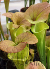 Load image into Gallery viewer, Sarracenia flava var. cuprea - &quot;Copper Top&quot; Trumpet Pitcher-Flytrap King