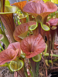 Sarracenia flava var. cuprea "MBRS" pitcher plant-Flytrap King