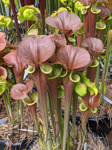 Sarracenia flava var. cuprea ’MBRS’ pitcher plant