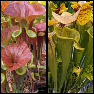 Sarracenia flava var cuprea ’MBRS’ x ’Megalodon’ seeds