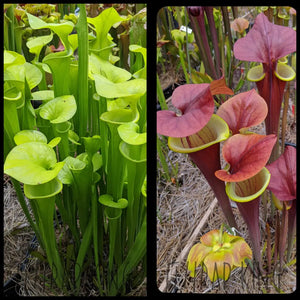 Sarracenia flava var maxima x flava ’Waccamaw’ seeds