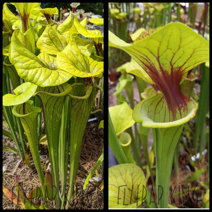 Sarracenia flava var ornata ’LW1’’ x flava ’Killer’ seeds